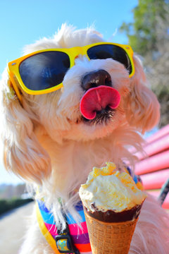 Happy Dog Eating Ice Cream