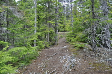 Path in the Forest in Alaska