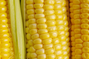 Fresh organic corn on the cob macro view