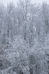 Overall winter scene of snowy tree branches, vertical