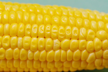 Fresh organic corn on the cob macro view