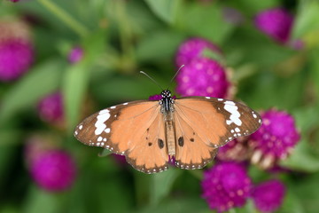 Fototapeta na wymiar photo of butterfly at Flower in the garden