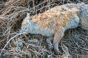 the dead dog lies on the frozen ground