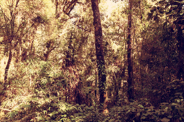 Trees, vegetation, branches and leaves. Background with vegetation with vintage colorization. Rainforest, biodiversity and conservation.
