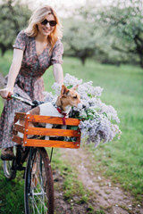closeup dog sitting in a basket on a bicycle driven by a blonde girl