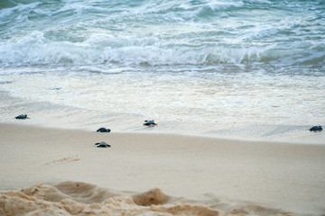 Baby turtles doing their first steps to the ocean. Praia Do Forte, Bahia, Brazil. Little Sea Turtle Cub, Crawls along the Sandy shore in the direction of the ocean to Survive, Hatched, New Life.
