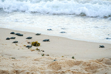 Baby turtles doing their first steps to the ocean. Praia Do Forte, Bahia, Brazil. Little Sea Turtle Cub, Crawls along the Sandy shore in the direction of the ocean to Survive, Hatched, New Life.