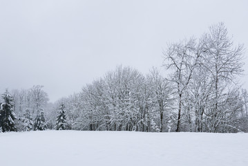 Fototapeta na wymiar snowy winter landscape with trees