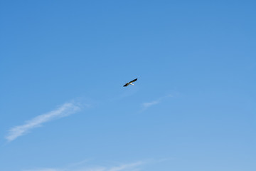 Stork flying over a blue sky