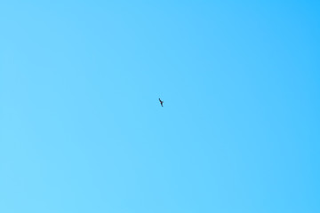 Stork flying over a blue sky