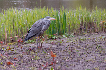 great blue heron