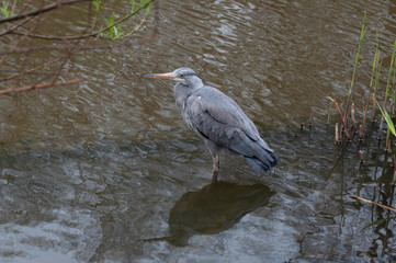 great blue heron in the water