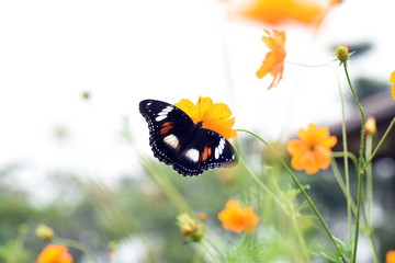 photo of butterfly at Flower in the garden