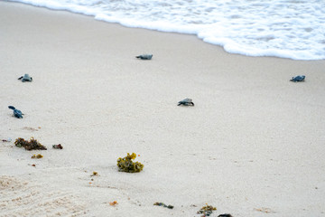 Baby turtles doing their first steps to the ocean. Praia Do Forte, Bahia, Brazil. Little Sea Turtle Cub, Crawls along the Sandy shore in the direction of the ocean to Survive, Hatched, New Life.