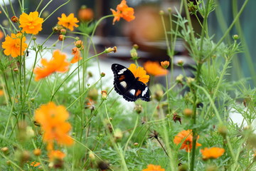 photo of butterfly at Flower in the garden