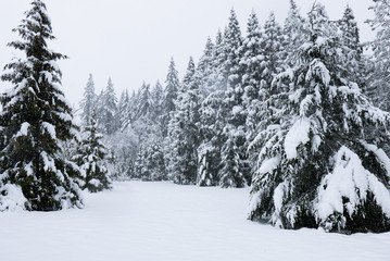 Snowy winter landscape with evergreen trees