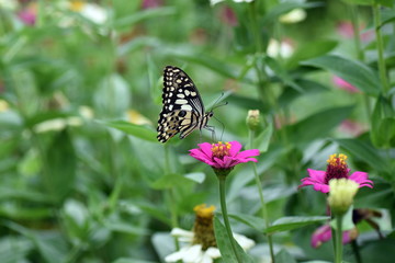 photo of butterfly at Flower in the garden