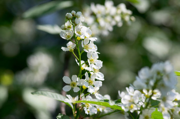Prunus padus bird cherry tree blooming during spring, group of small white flowers and green leaves on branches