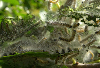 Silkworms In The Web On A Branch Of Mulberry Tree Macro Shot 