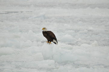 Bald eagle sitting on ice on Lake Ontario