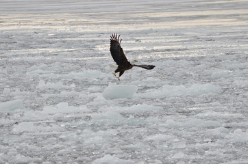 Bald eagle in flight over ice on Lake Ontario in Ontario, Canada