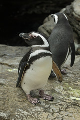 Naklejka premium Magellanic penguin (Spheniscus magellanicus).