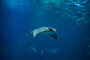 Common eagle ray (Myliobatis aquila).