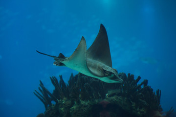 Bull ray (Aetomylaeus bovinus).