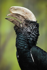 Silvery-cheeked hornbill (Bycanistes brevis).