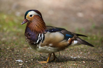 Mandarin duck (Aix galericulata).