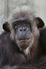 Naklejka premium Common chimpanzee (Pan troglodytes)