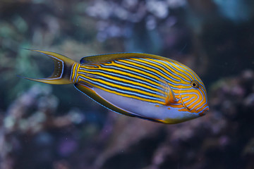 Blue banded surgeonfish (Acanthurus lineatus)