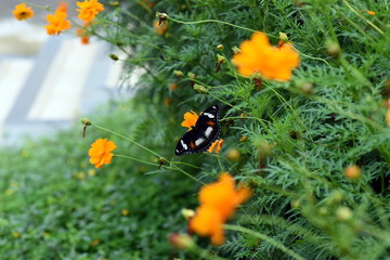 photo of butterfly at Flower in the garden