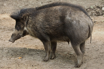 Fototapeta premium Visayan warty pig (Sus cebifrons).