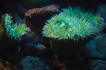 Giant green anemones (Anthopleura xanthogrammica).