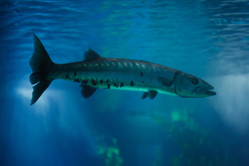 Great barracuda (Sphyraena barracuda)