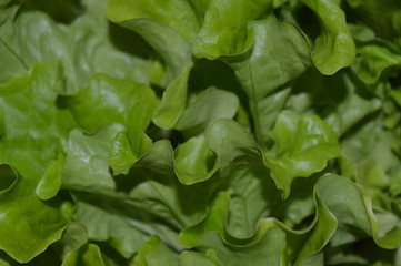 fresh green lettuce