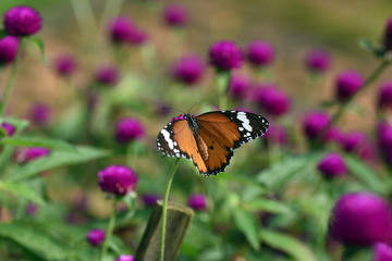 Fototapeta na wymiar photo of butterfly at Flower in the garden
