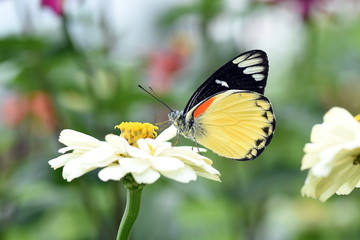 photo of butterfly at Flower in the garden