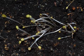 sprouts in spring - macro shoots