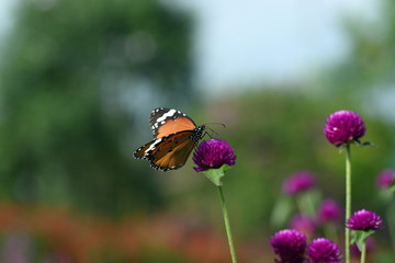 photo of butterfly at Flower in the garden