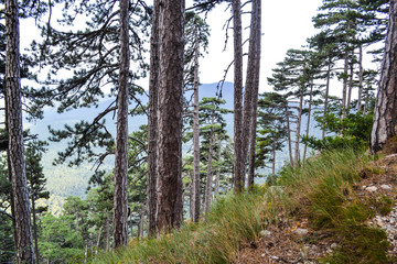 PHOTO of the mountain landscape