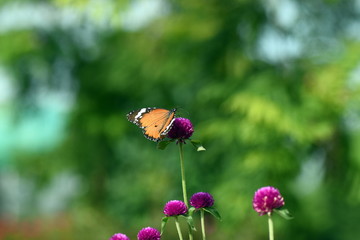 photo of butterfly at Flower in the garden