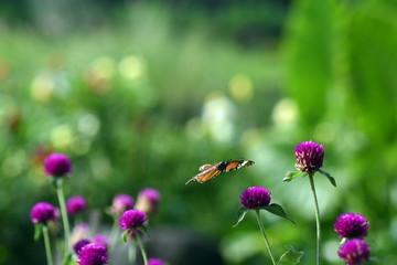 photo of butterfly at Flower in the garden