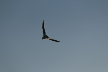 Mouette en vol dans le ciel