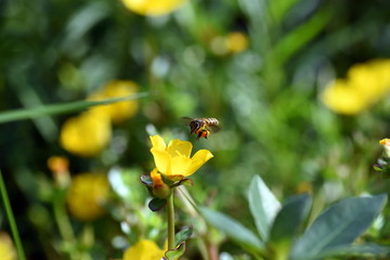 Honey Bee at yellow flower at park 