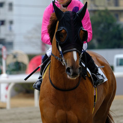 portrait of horse