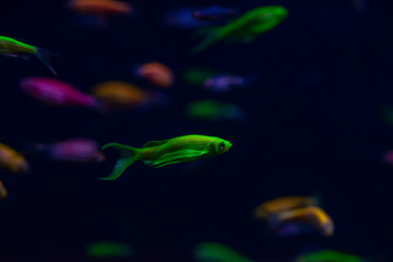 Nice danio glow fish freshwater pets aquarium