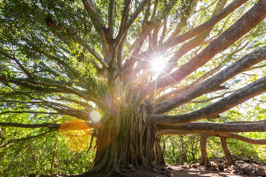 Big, huge, giant, old banyan tree in Haleakala National Park, Maui, Hawaii. Age, maturity, influence, strength concept.