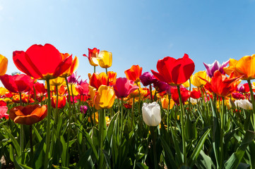 Fototapeta premium Tulpenfeld